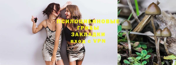 хмурый Аркадак